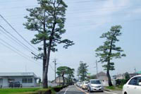 今も面影を残す東海道の松並木