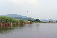 琵琶湖の内湖・西ノ湖の葦原
(国重要文化的景観保存地区)