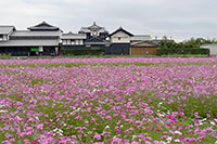 野良時計のある田園
（高知県安芸市）